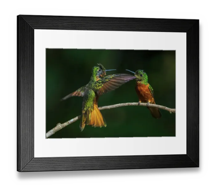 Framed Print : Chestnut-breasted coronets, a youngster prepares to take flight as the adult watches, forest of Peru