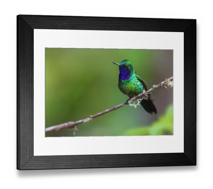 Framed Print : Purple-throated sunangel rests for a moment in the forest of Peru Framed Print : Purple-throated sunangel rests for a moment in the forest of Peru