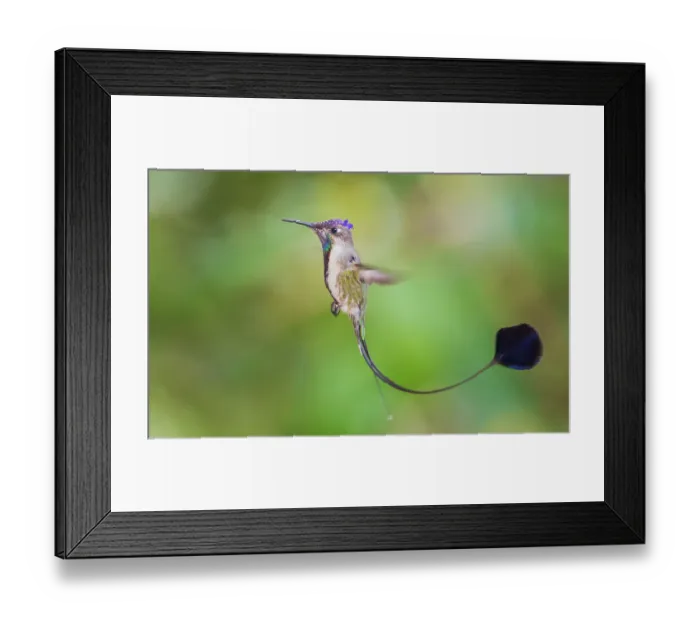 Framed Print : Marvelous spatulation hummingbird in flight in northern Peru Framed Print : Marvelous spatulation hummingbird in flight in northern Peru