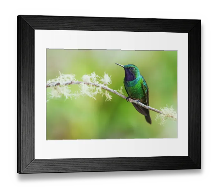 Framed Print : Purple-throated sunangel rests for a moment in the forest of Peru Framed Print : Purple-throated sunangel rests for a moment in the forest of Peru