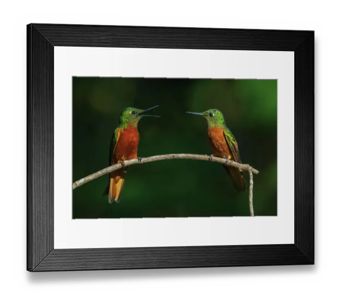 Framed Print : Chestnut-breasted coronets having a discussion in the forest of Northern Peru