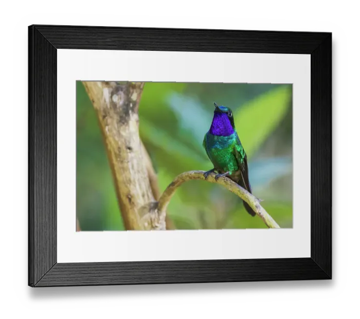Framed Print : Purple-throated sunangel rests for a moment in the forest of Peru Framed Print : Purple-throated sunangel rests for a moment in the forest of Peru