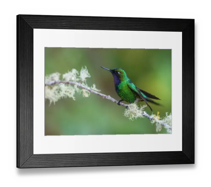 Framed Print : Purple-throated sunangel rests for a moment in the forest of Peru