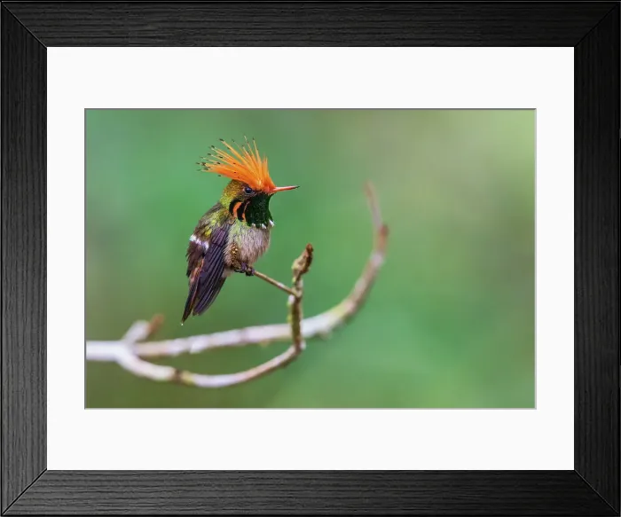 Framed Print : Rufous-crested coquette display as a younger male flies past in the forest of Peru Framed Print : Rufous-crested coquette display as a younger male flies past in the forest of Peru