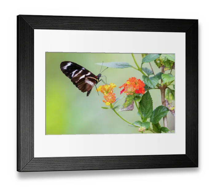 Framed Print : Beautiful butterfly gathering nectar and pollen in the mountains of Peru Framed Print : Beautiful butterfly gathering nectar and pollen in the mountains of Peru