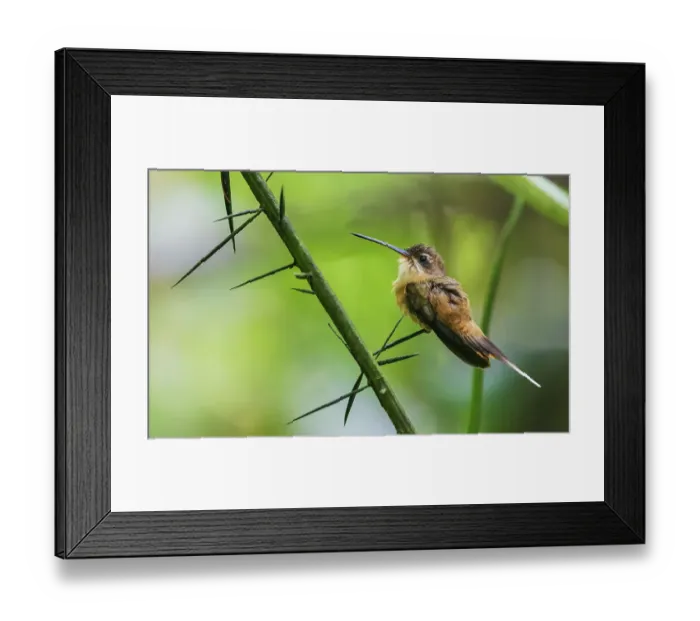 Framed Print : Koepcke's hermit at home only in the forest of Peru Framed Print : Koepcke's hermit at home only in the forest of Peru
