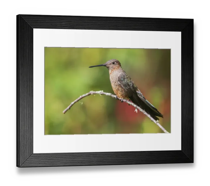 Framed Print : Giant hummingbird, taking a short rest, near Machu Pichu, Peru