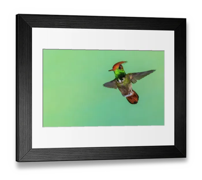 Framed Print : Rufous-crested coquette in flight in Northern Peru