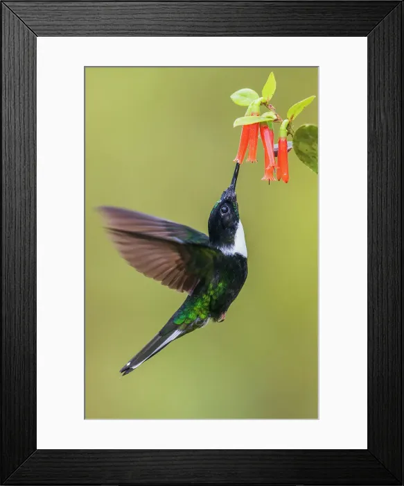 Framed Print : Collared Inca hummingbird foraging on the wing, mountain forest of Peru