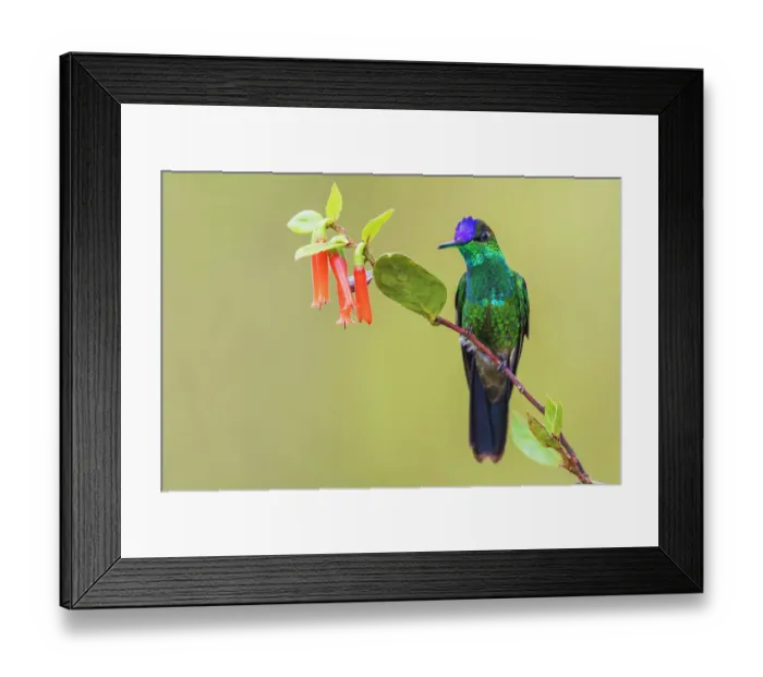 Framed Print : Violet-fronted brilliant pauses for a rest in the mountain forest of Peru Framed Print : Violet-fronted brilliant pauses for a rest in the mountain forest of Peru