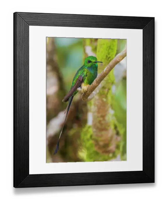 Framed Print : Booted racket-tail hummingbird resting a moment in the mountain forest of Peru Framed Print : Booted racket-tail hummingbird resting a moment in the mountain forest of Peru