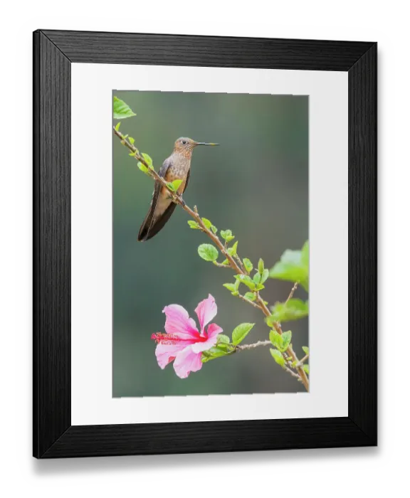 Framed Print : Giant hummingbird striking a pose on a flowery perch near Machu Pichu, Peru Framed Print : Giant hummingbird striking a pose on a flowery perch near Machu Pichu, Peru