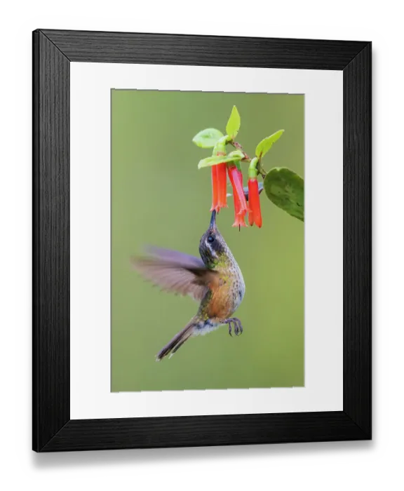 Framed Print : White-bellied woodstar going in for some nectar, in the mountains of Peru Framed Print : White-bellied woodstar going in for some nectar, in the mountains of Peru