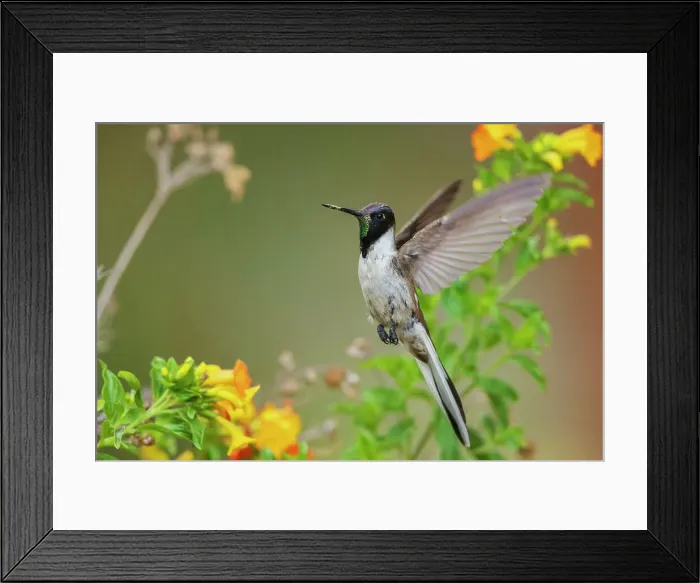 Framed Print : Bearded mountaineer hummingbird in flight while foraging near Machu Pichu, Peru