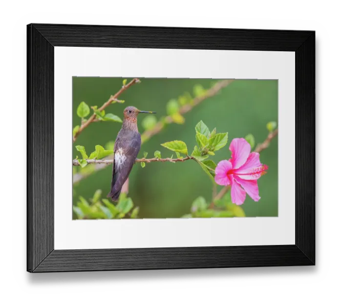 Framed Print : Giant hummingbird, taking a short rest with pollen covered bill, Machu Pichu, Peru