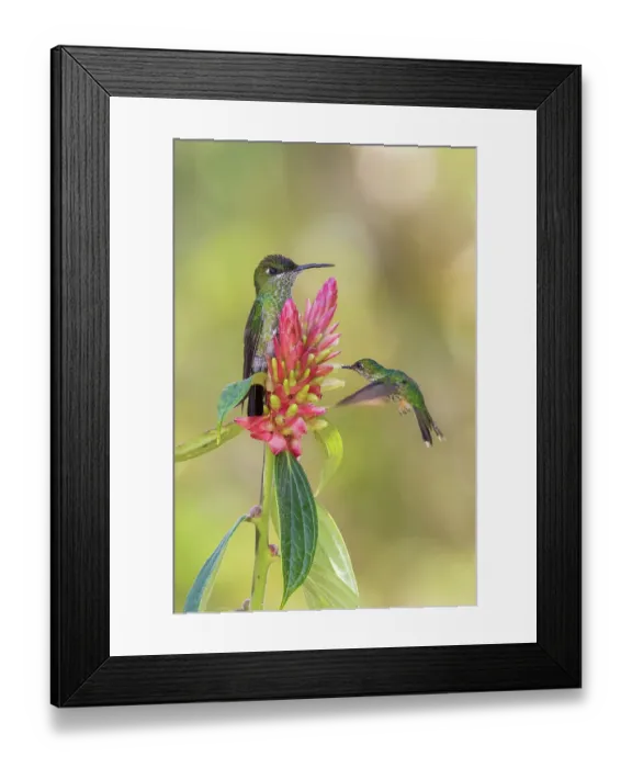 Framed Print : Violet-fronted brilliant (female) stands guard as a female booted racket-tail forages in the mountain forest of Peru Framed Print : Violet-fronted brilliant (female) stands guard as a female booted racket-tail forages in the mountain forest of Peru