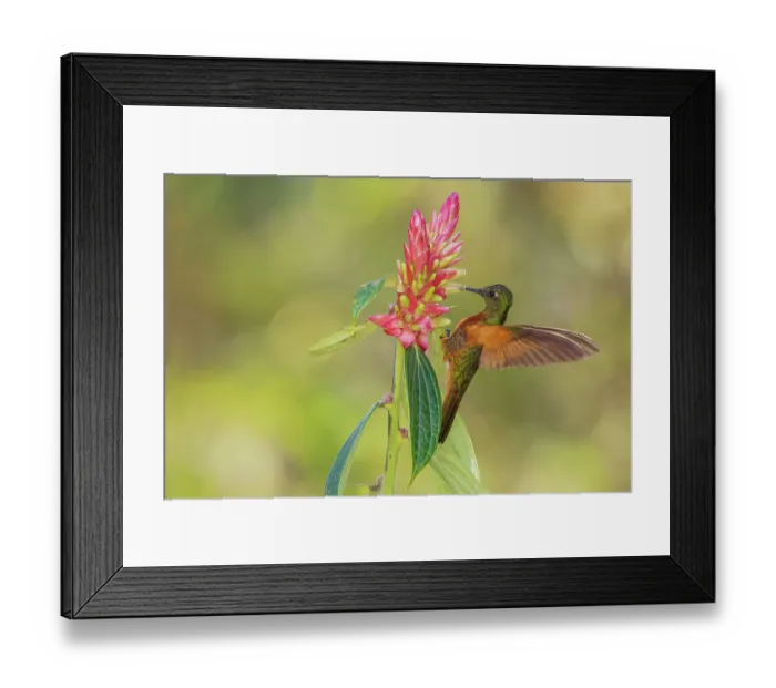 Framed Print : Chestnut-breasted coronet foraging on beautiful wildflower, forest of Peru Framed Print : Chestnut-breasted coronet foraging on beautiful wildflower, forest of Peru