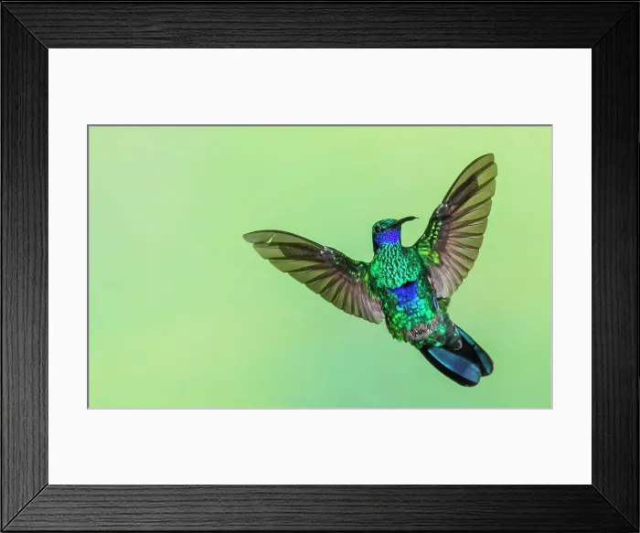 Framed Print : Sparkling violetear flight display in northern Peru