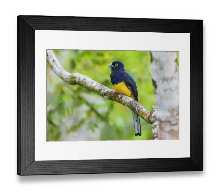 Framed Print : Green-backed trogon pauses for a look about in the forest of Peru