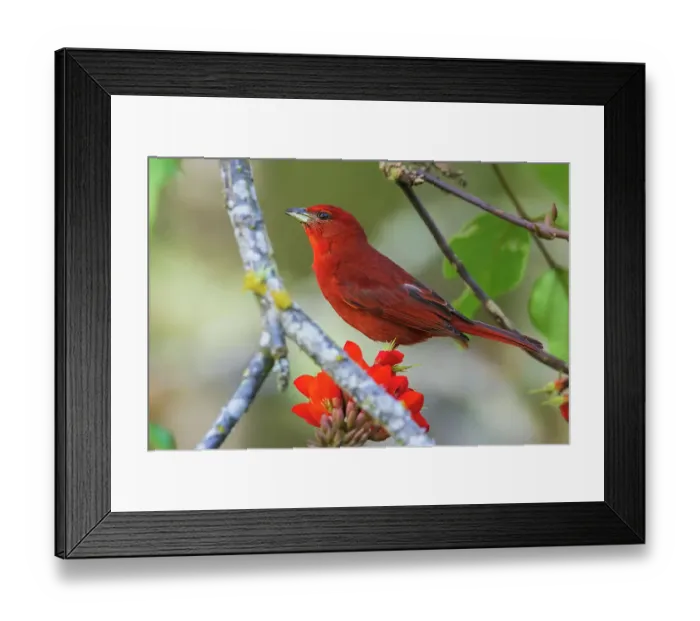 Framed Print : Summer tanager pauses for a moment while foraging on blooms in Peru