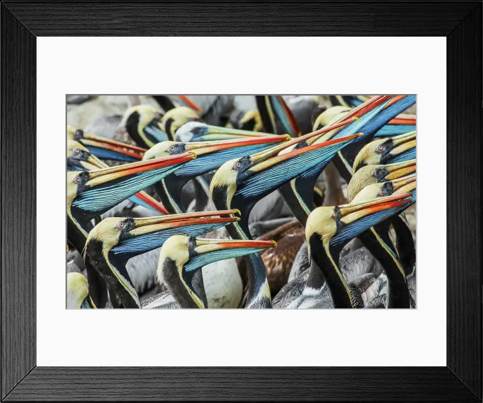 Framed Print : Peruvian pelicans flock gathering for possible meal near the docks at Lima, Peru Framed Print : Peruvian pelicans flock gathering for possible meal near the docks at Lima, Peru