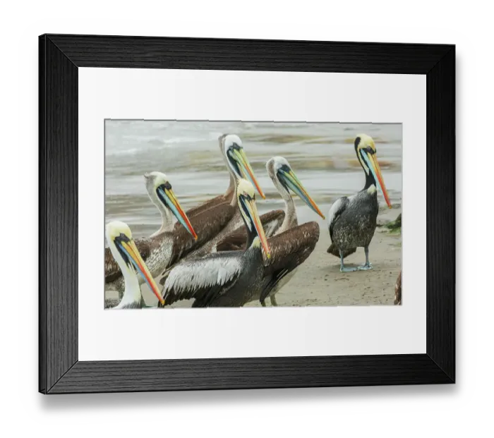 Framed Print : Peruvian pelicans loiter on the beach near Lima, Peru Framed Print : Peruvian pelicans loiter on the beach near Lima, Peru