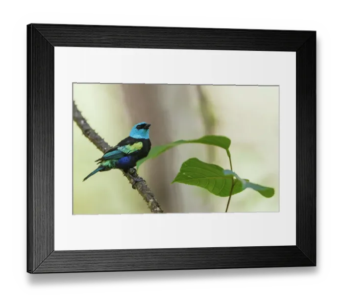 Framed Print : Blue-necked tanager pause for a moment in the forest near Machu Pichu in Peru