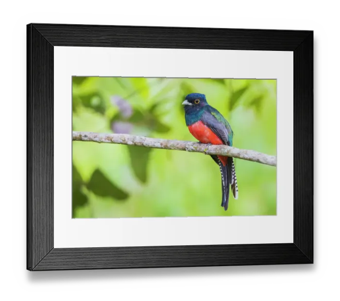 Framed Print : Blue-crowned trogon in the forest of Northern Peru Framed Print : Blue-crowned trogon in the forest of Northern Peru