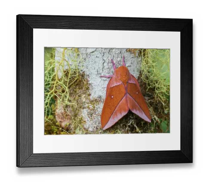 Framed Print : Orange Moth with heart shape white markings on its wings, forest of Northern Peru Framed Print : Orange Moth with heart shape white markings on its wings, forest of Northern Peru