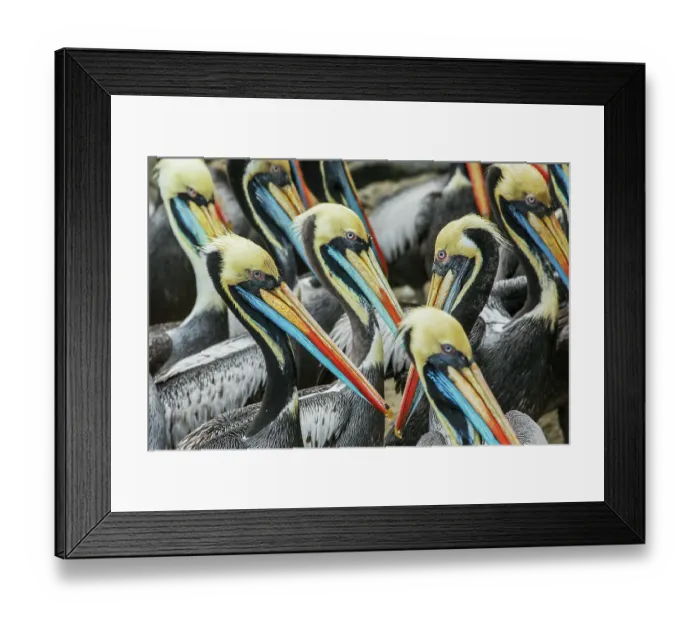 Framed Print : Peruvian pelicans flock gathering for possible meal near Lima, Peru Framed Print : Peruvian pelicans flock gathering for possible meal near Lima, Peru