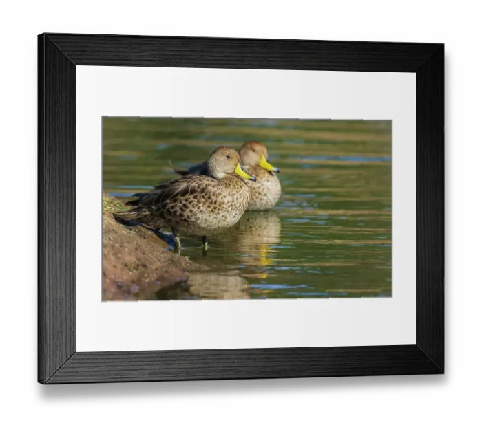 Framed Print : Yellow-billed pintail ducks resting along the edge of the wetland Framed Print : Yellow-billed pintail ducks resting along the edge of the wetland