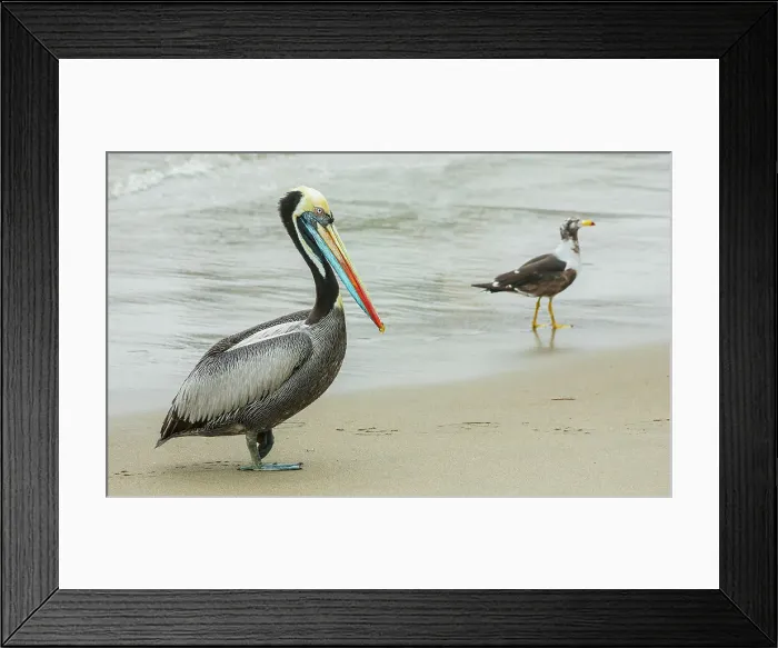 Framed Print : Peruvian pelican takes a walk on the beach near Lima, Peru Framed Print : Peruvian pelican takes a walk on the beach near Lima, Peru