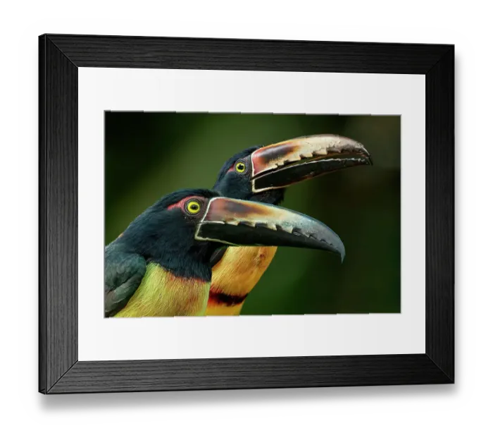 Framed Print : Costa Rica. Close-up of male collared aracari toucan birds. ©Jim Zuckerman  /  Jaynes Gallery  /  DanitaDelimont.com