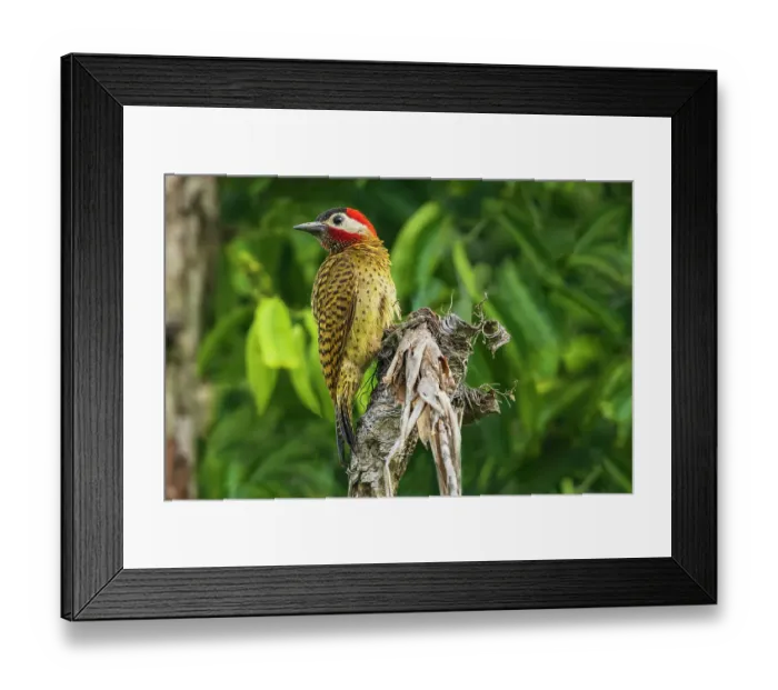 Framed Print : Spot-breasted woodpecker pause for a moment while foraging old snag, central Peru