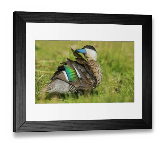 Framed Print : Blue-billed teal preening near wetlands edge in Peru Framed Print : Blue-billed teal preening near wetlands edge in Peru