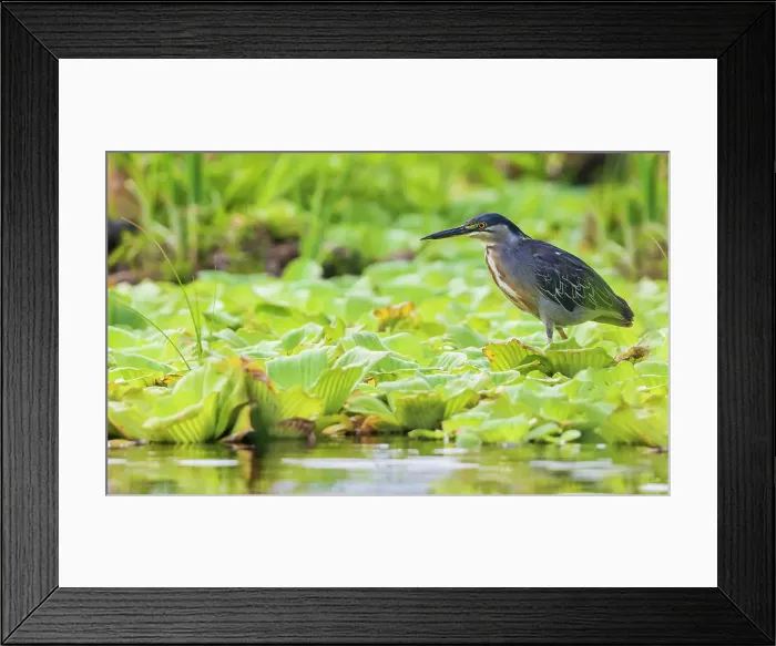 Framed Print : Striated heron in search of a meal, wetlands in Peru