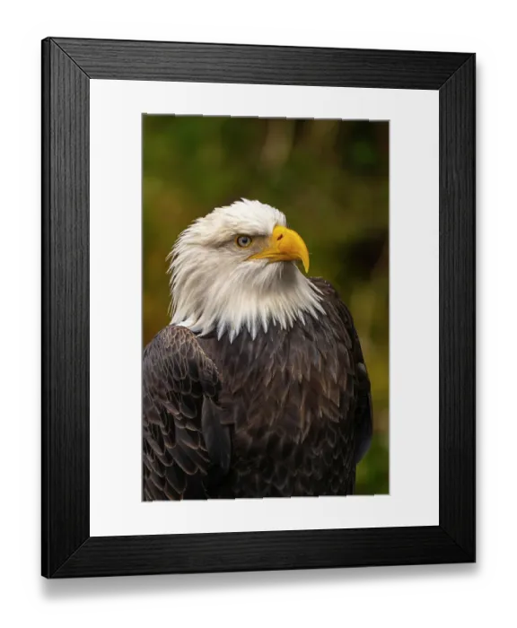 Framed Print : USA, Alaska, Sitka, Alaska Raptor Center. Captive bald eagle. ©Cathy & Gordon Illg  /  Jaynes Gallery  /  DanitaDelimont.com