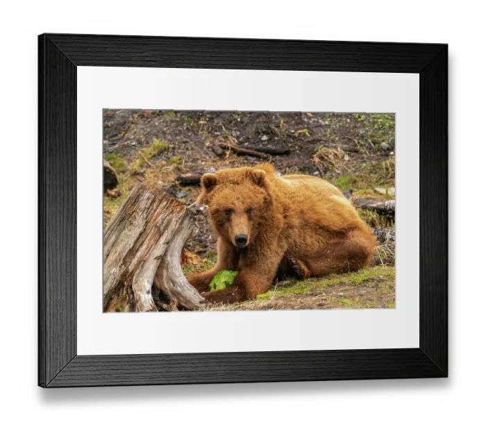 Framed Print : USA, Alaska, Sitka, Fortress of the Bear. Captive brown bear at rescue center. ©Cathy & Gordon Illg / Jaynes Gallery / DanitaDelimont.com Framed Print : USA, Alaska, Sitka, Fortress of the Bear. Captive brown bear at rescue center. ©Cathy & Gordon Illg / Jaynes Gallery / DanitaDelimont.com