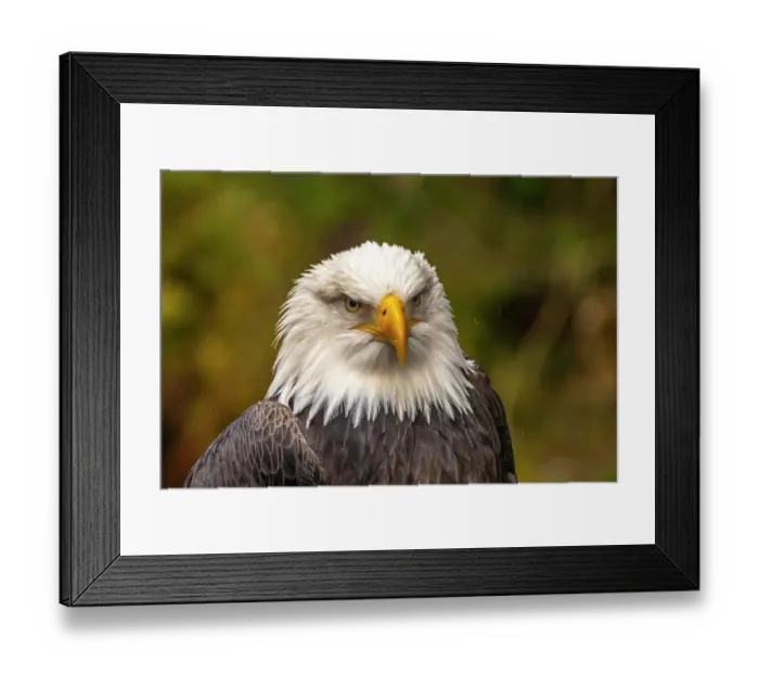Framed Print : USA, Alaska, Sitka, Alaska Raptor Center. Captive bald eagle. ©Cathy & Gordon Illg / Jaynes Gallery / DanitaDelimont.com Framed Print : USA, Alaska, Sitka, Alaska Raptor Center. Captive bald eagle. ©Cathy & Gordon Illg / Jaynes Gallery / DanitaDelimont.com