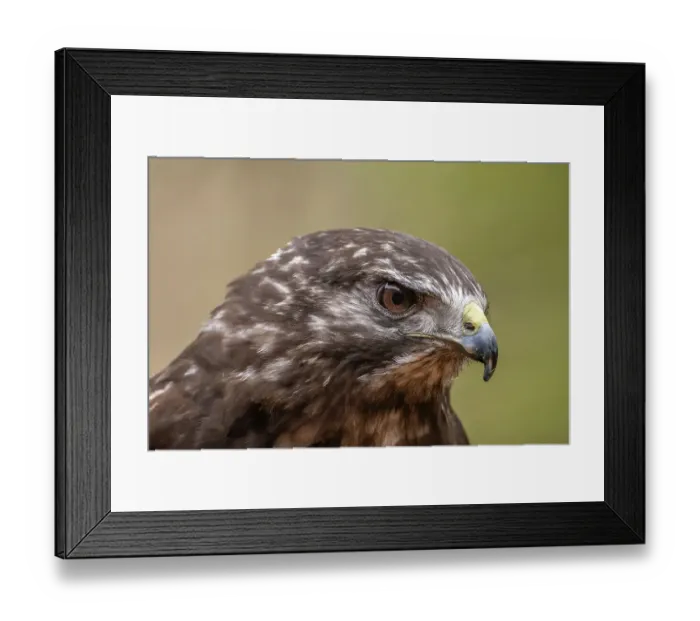 Framed Print : USA, Alaska, Sitka, Alaska Raptor Center. Captive Red-tailed hawk close-up. ©Cathy & Gordon Illg / Jaynes Gallery / DanitaDelimont.com Framed Print : USA, Alaska, Sitka, Alaska Raptor Center. Captive Red-tailed hawk close-up. ©Cathy & Gordon Illg / Jaynes Gallery / DanitaDelimont.com