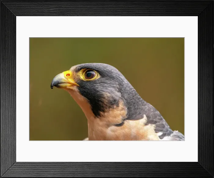 Framed Print : USA, Alaska, Sitka, Alaska Raptor Center. Captive peregrine falcon close-up. ©Cathy & Gordon Illg / Jaynes Gallery / DanitaDelimont.com Framed Print : USA, Alaska, Sitka, Alaska Raptor Center. Captive peregrine falcon close-up. ©Cathy & Gordon Illg / Jaynes Gallery / DanitaDelimont.com