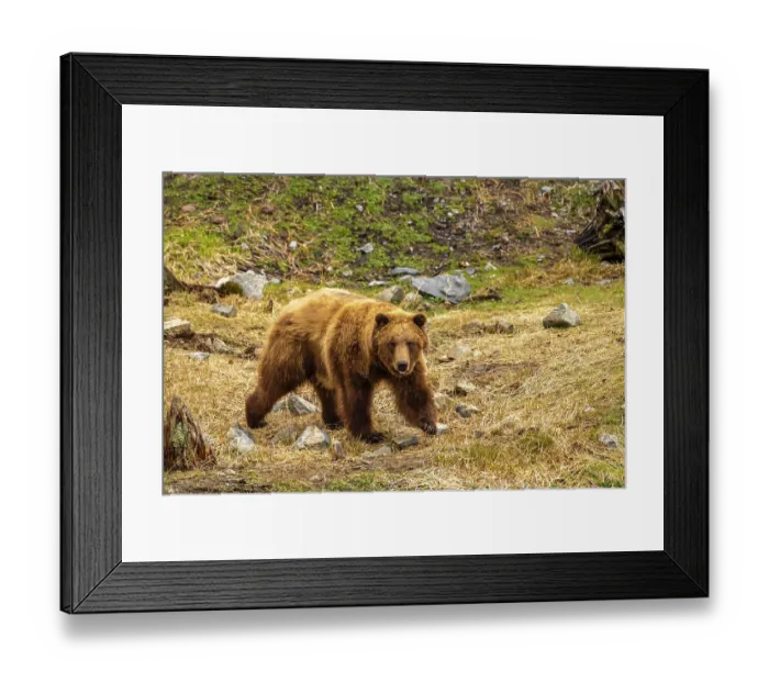 Framed Print : USA, Alaska, Sitka, Fortress of the Bear. Captive brown bear at rescue center. ©Cathy & Gordon Illg / Jaynes Gallery / DanitaDelimont.com Framed Print : USA, Alaska, Sitka, Fortress of the Bear. Captive brown bear at rescue center. ©Cathy & Gordon Illg / Jaynes Gallery / DanitaDelimont.com