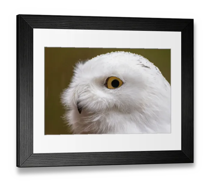 Framed Print : USA, Alaska, Sitka, Alaska Raptor Center. Captive snowy owl in rain. ©Cathy & Gordon Illg / Jaynes Gallery / DanitaDelimont.com Framed Print : USA, Alaska, Sitka, Alaska Raptor Center. Captive snowy owl in rain. ©Cathy & Gordon Illg / Jaynes Gallery / DanitaDelimont.com