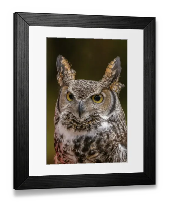 Framed Print : USA, Alaska, Sitka, Alaska Raptor Center. Captive Red-tailed hawk close-up. ©Cathy & Gordon Illg  /  Jaynes Gallery  /  DanitaDelimont.com