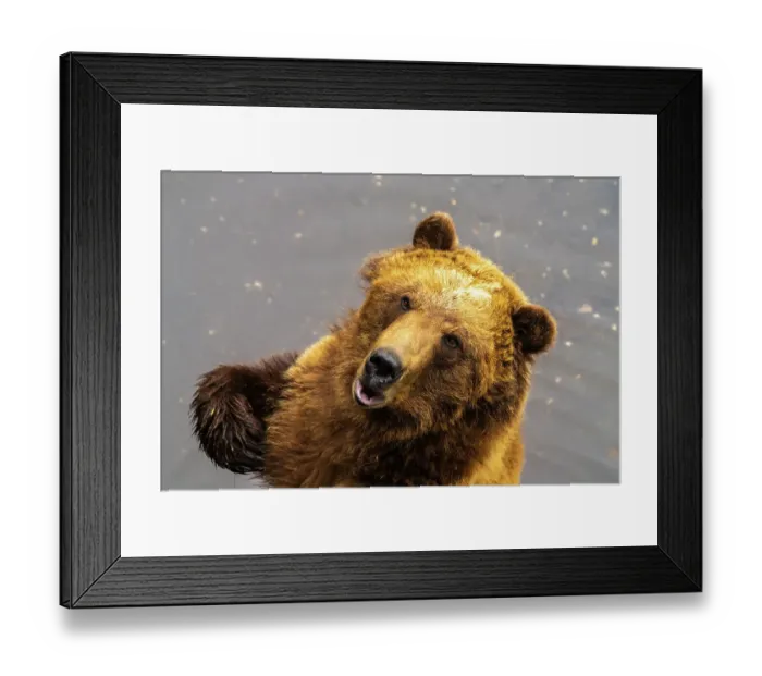 Framed Print : USA, Alaska, Sitka, Fortress of the Bear. Captive brown bear at rescue center. ©Cathy & Gordon Illg / Jaynes Gallery / DanitaDelimont.com Framed Print : USA, Alaska, Sitka, Fortress of the Bear. Captive brown bear at rescue center. ©Cathy & Gordon Illg / Jaynes Gallery / DanitaDelimont.com