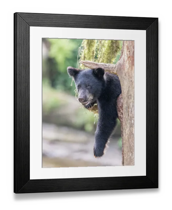 Framed Print : Black bear cub hangs out in a tree Framed Print : Black bear cub hangs out in a tree