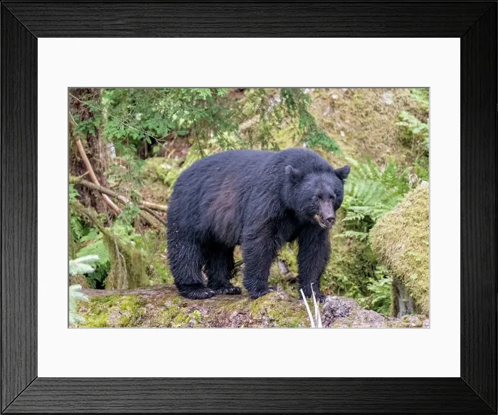 Framed Print : Big black bear rules the creek Framed Print : Big black bear rules the creek