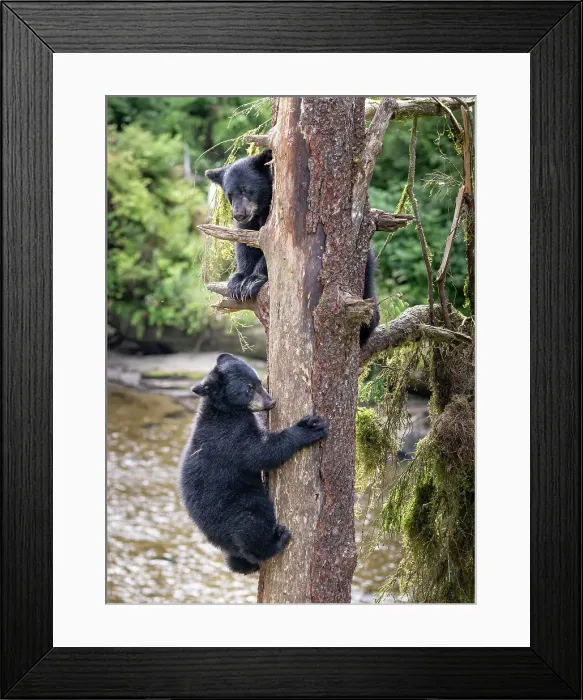 Framed Print : Black bear cubs climb a tree just for fun