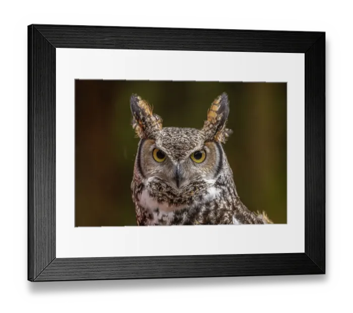 Framed Print : USA, Alaska, Sitka, Alaska Raptor Center. Captive great horned owl close-up. ©Cathy & Gordon Illg  /  Jaynes Gallery  /  DanitaDelimont.com