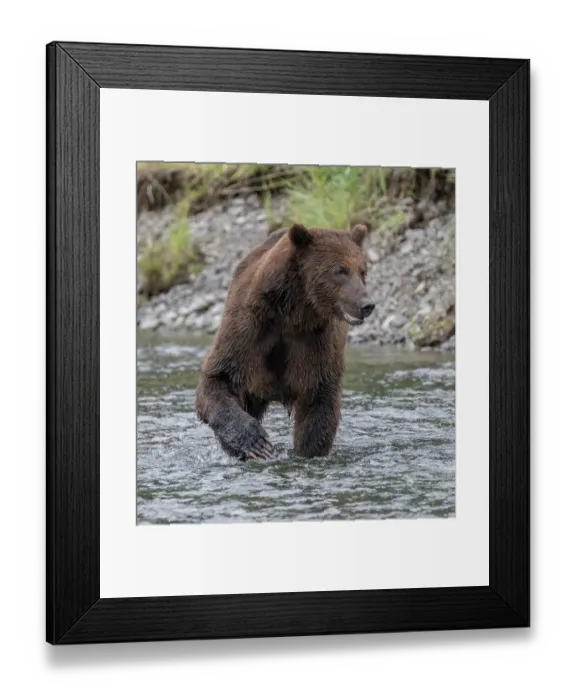 Framed Print : Brown bear fishes for salmon Framed Print : Brown bear fishes for salmon